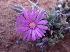 Trichodiadema setuliferum