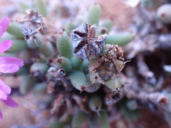 Trichodiadema setuliferum