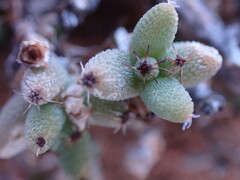 Trichodiadema setuliferum