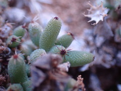 Trichodiadema setuliferum
