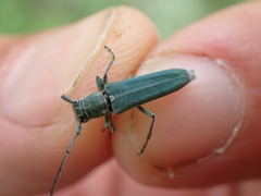 Phytoecia caerulescens