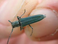 Phytoecia caerulescens