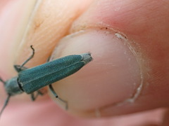Phytoecia caerulescens