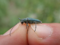 Phytoecia caerulescens