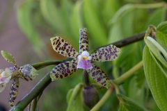 Prosthechea pamplonensis
