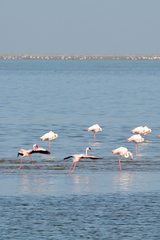 Phoenicopterus roseus