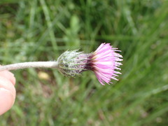 Tyrimnus leucographus