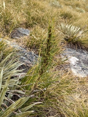 Aciphylla crenulata