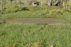 Batrachium