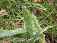 Tyrimnus leucographus