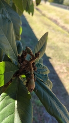 Eriobotrya japonica
