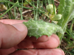 Tyrimnus leucographus