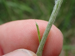 Tyrimnus leucographus