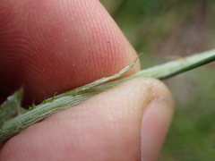 Tyrimnus leucographus