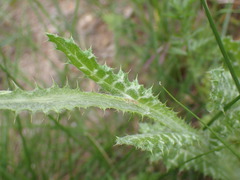 Tyrimnus leucographus