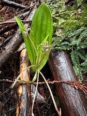 Scoliopus bigelovii