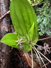 Scoliopus bigelovii