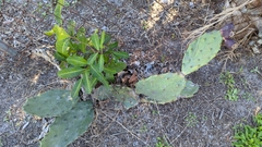 Opuntia stricta