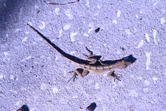 Anolis sagrei