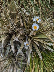 Celmisia armstrongii