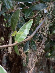 Elaeagnus pungens
