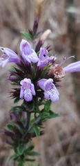 Clinopodium chilense