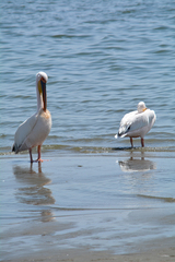 Pelecanus onocrotalus