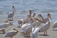 Pelecanus onocrotalus