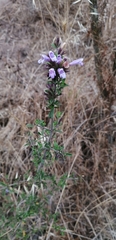 Clinopodium chilense