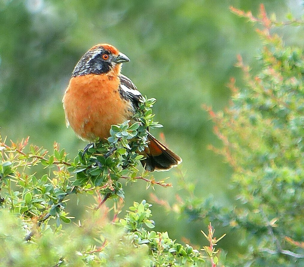 Rufous-Tailed Plantcutter