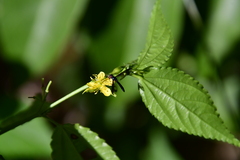 Corchorus siliquosus