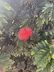 Calliandra haematocephala