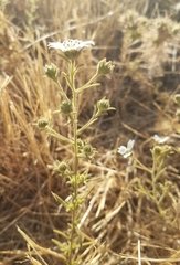 Hemizonia congesta luzulifolia