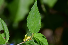 Corchorus siliquosus