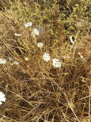 Hemizonia congesta luzulifolia
