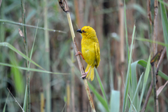 Ploceus subaureus subaureus