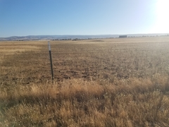 Hemizonia congesta luzulifolia