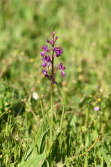 Anacamptis laxiflora