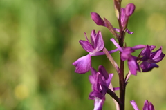 Anacamptis laxiflora