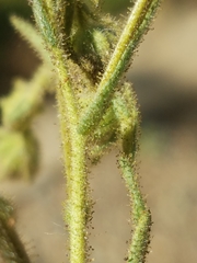 Hemizonia congesta luzulifolia