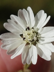 Hemizonia congesta luzulifolia