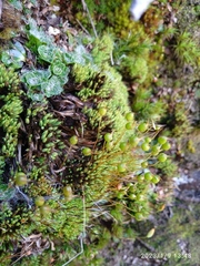 Conostomum pentastichum