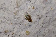 Elachiptera bimaculata