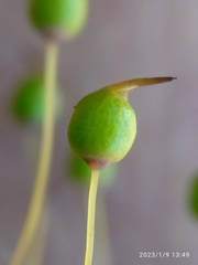 Conostomum pentastichum