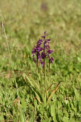 Anacamptis laxiflora