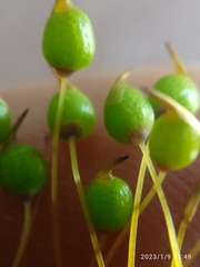 Conostomum pentastichum