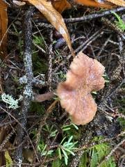 Laccaria amethysteo-occidentalis