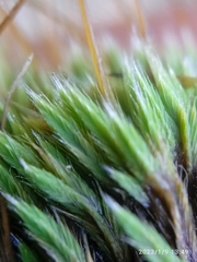 Conostomum pentastichum