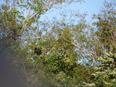 Alouatta caraya