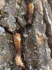 Lymantria dispar